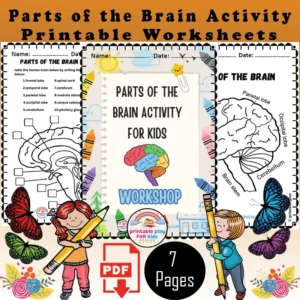 Parts Of The Brain Activity